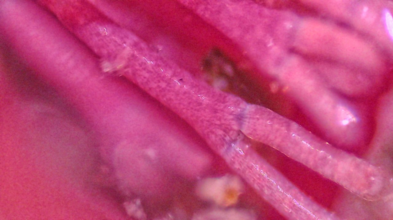 Architetture di pietra: le alghe coralline